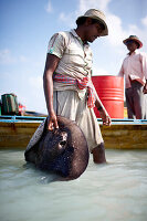 Fisherman carring ray (Grey Spotted Ray), at Beach No.3, East Coast, Havelock Island, Andaman Islands, Union Territory, India