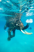 Swimming elephant, snorkelers and divers accompanying him, Havelock Island, Andaman Islands, Union Territory, India
