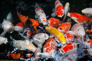 Goldfish in a temple in Taipeh, Taiwan, Republic of China, Asia