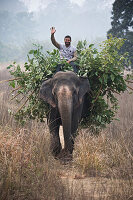 Mann reitet auf einem mit Baumschnitt beladenen Elefant, Corbett-Nationalpark, Uttarakhand, Indien