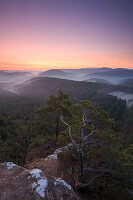 Pine tree on Schluesselfels at sunrise, Busenberg, Palatinate Forest, Rhineland-Palatinate, Germany