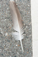 close up of a feather from a bird on a road