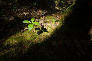 Forest ground, Uetliberg, canton of Zurich, Switzerland