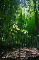 Beech forest, canton of Ticino, Switzerland