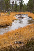 Sibirische Fichten, Picea obovata, Urho Kekkonen Nationalpark, Lappland, Finnland