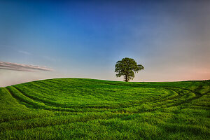 Baum, Rastorf, Schwentinental, Schleswig Holstein, Deutschland