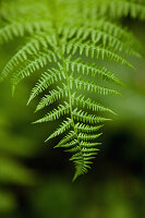USA, Alaska, Sitka, the delicate leaf of a fern in the forest