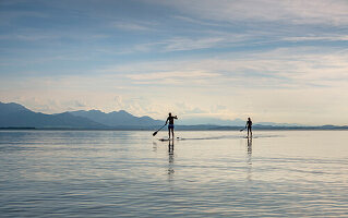A young man and a young woman stand-up-paddling on the Chiemsee, in the background the Chiemgau Alps, Chieming, Upper Bavaria, Germany