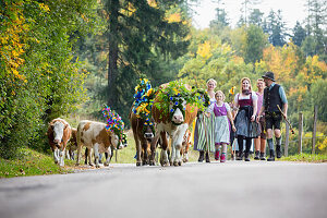 Gruppe von Sennerinnen und Helfern in bayerischer Tracht mit prächtig geschmückten Kälbern beim Almabtrieb