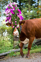 Beautifully decorated with large bell when cattle calf