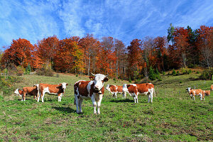 Calves on a almweide before autumn-colored mixed forest