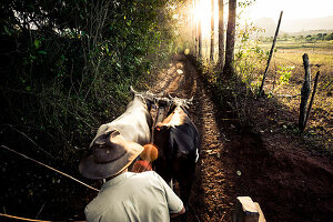 Bauer auf Ochsenkarren, Feldweg, Vinales, Pinar del Rio, Kuba, Karibik, Lateinamerika, Amerika