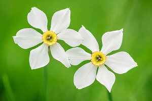 Zwei blühende Narzissen, Narcissus, Val Varaita, Cottische Alpen, Piemont, Italien