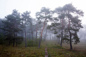 Black pines, Lower Franconia, Bavaria, Germany