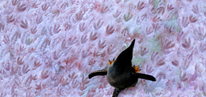 Seltene Phänomene: rosa Schnee (durch Algen verursacht). Spuren von Gentoo Penguins, Graham Land, Antarktische Halbinsel, Antarktis