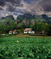 Die tabakerzeuger mit Landschaft, Vinales Pinar del Rio Pinar del Rio, Kuba, Karibik, Nordamerika