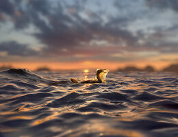 Kormoran mit Plastiktüte über dem Kopf bei Sonnenuntergang, Manila, Philippinen, Asien