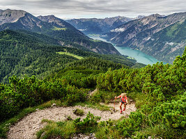 Trailläuferin im Aufstieg zwischen Latschen hoch über dem Achensee, Vorderunnütz, Tirol, Österreich