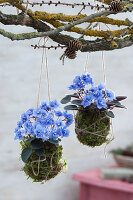 African violets as Kokedama in moss hung on a branch