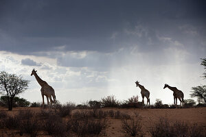 Angola-Giraffen in der Kalahari, Giraffa giraffa angolensis, Kalahari Becken, Namibia