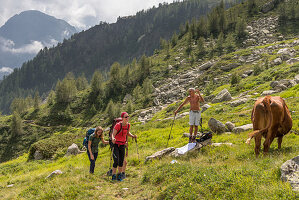Begegnung von Wanderern mit einheimischen Kuhhirten, Trekking del Laghetti Alpini, Tessin, Schweiz