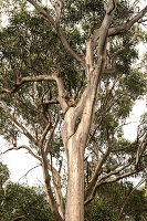 Koala in Otway National Park on the Great Ocean Road in Victoria, Australia.