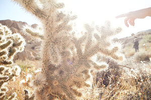 Cactus with child's hand in backlight in Joshua Tree Park, California, USA.