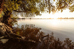 Donaudelta: Uferweiden bei Sonnenuntergang im April, Mila 23, Tulcea, Rumänien.