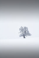Lonely tree in winter, Ennstal, Upper Austria, Austria.