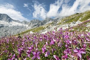 Blumen von Val Sissone Valmalenco, Valtellina, Provinz Sondrio, Lombardei, Italien, Europa