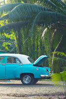Oldtimer in einer tropischen Umgebung in Havanna, Kuba