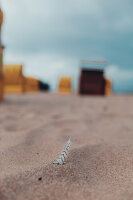 Strand mit Feder im Urlaubsgebiet Cuxhaven an der Nordsee im Herbst, Niedersachsen, Deutschland