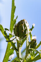 Artischocke, Cynara cardunculus, knospiger Blütenstand