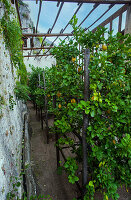 Die berühmten Zitronenhäuser von Limone sul Garda, die hervorragende Zitronen produzieren, Provinz Brescia, Oberitalien, Italien