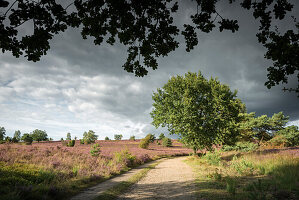 Lüneburger Heide bei Wilsede, Niedersachsen, Deutschland, Europa