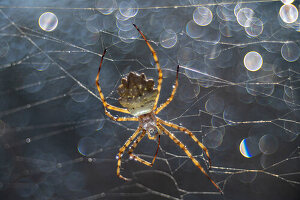 Wespenspinne Argyope lobata im Spinnennetz im reflektierenden Gegenlicht, Provence, Frankreich