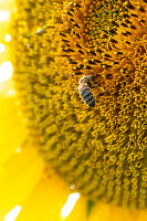 Biene auf einer Sonnenblume im Botanischen Garten München, Muenchen, Bayern, Deutschland, Europa