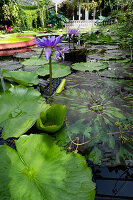 Water lilies Nymphaea in the Botanical Garden, Munich, Upper Bavaria, Bavaria, Germany, Europe
