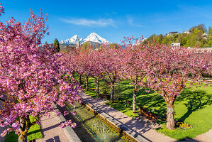 Japanische Kirschblüte im Kurgarten von Berchtesgaden vor dem Watzmann (2.713 m), Oberbayern, Bayern, Deutschland