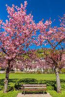 Japanische Kirschblüte im Kurgarten von Berchtesgaden, Oberbayern, Bayern, Deutschland