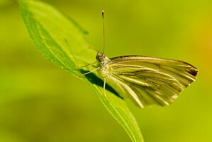 A brown skipper butterfly in the sunny spring light, Bavaria, Germany