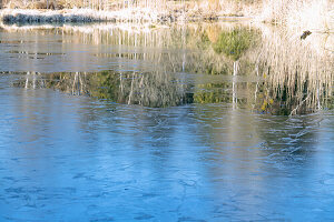 Teich mit gefrorener Eisdecke und Wasserspiegelung von trockenem Schilfgras, Bayern, Deutschland