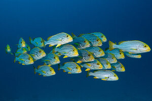Schwarm Orientalische Süßlippen, Plectorhinchus vittatus, Nord Ari Atoll, Indischer Ozean, Malediven