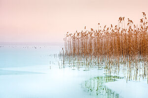 Schilf im Winter am Starnberger See, Bayern, Deutschland