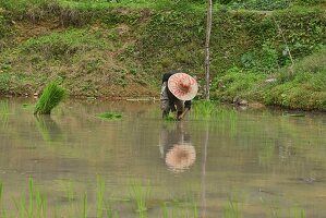 Planting rice in Hapao,Banaue,Mountain Province,Philippines.