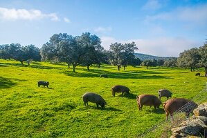 Iberische Schweine auf einer Wiese. Tal von Los Pedroches, Provinz Córdoba, Andalusien, Spanien.