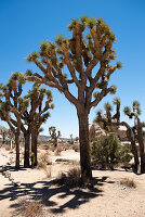 Joshua Tree