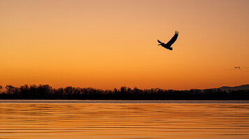 Krauskopfpelikan, Pelecanidae Pelecanus, fliegt in den Sonnenaufgang, Kirkini See, Griechenland