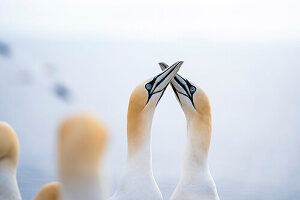 gannets