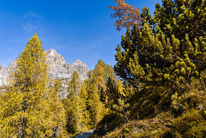 Leuchtender herbstlicher Bergwald auf dem Weg zu den Drei Zinnen, Südtirol, Italien, Europa